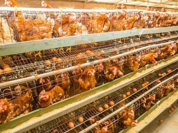 battery cage price for layer chicken in poultry farm (2)