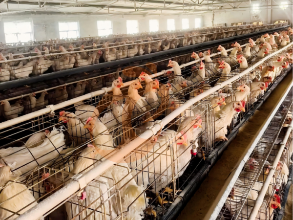 A H layer chicken battery cage price in poultry farm (28)