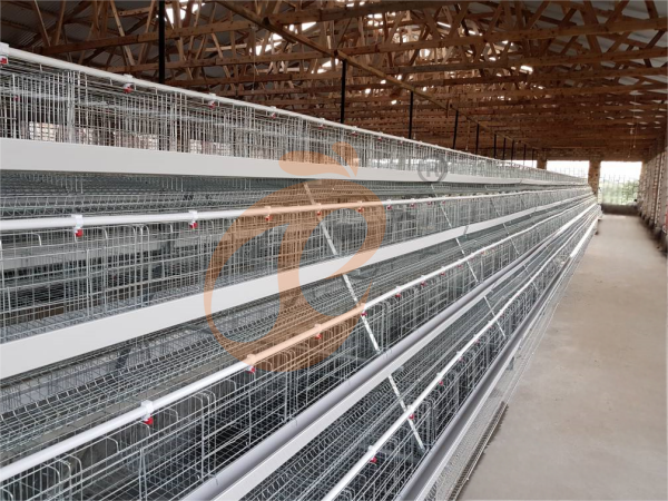 A H layer chicken battery cage price in poultry farm (33)