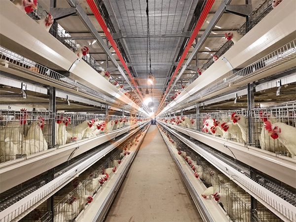 Broiler Cage1 (1)
