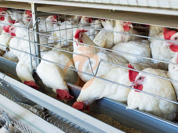 Broiler Cage3 (3)
