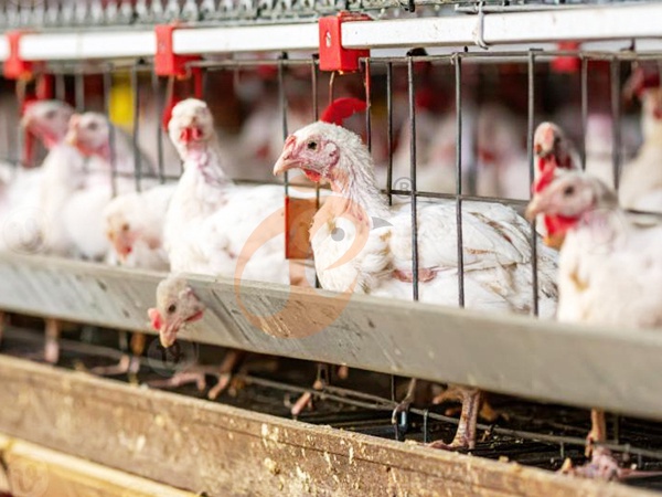 Broiler Cage3 (5)