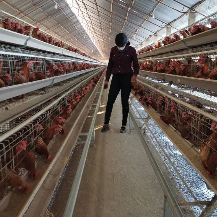 Como aumentar as vendas de frango