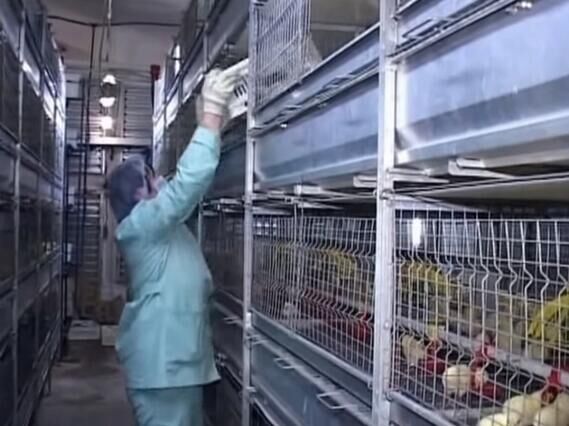 Processos de criação de frangos de carne na avicultura