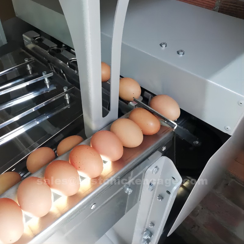(18{Y$B{4D2G}U[@B7CS7P5(1).png Do you know these on egg sorting system in poultry farm