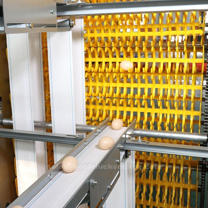 Why you need automatic egg collection system in poultry farm