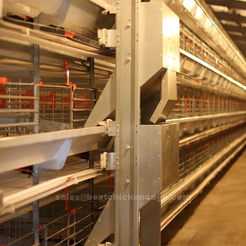 鸡笼或蛋鸡笼H (43).jpg How to build a chicken cage system for a poultry farm determine the size and capacity of the cage system based on the number