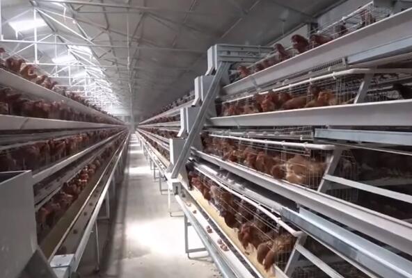 As gaiolas de bateria para galinhas proporcionam às aves um ambiente confortável, fácil de limpar e instalar