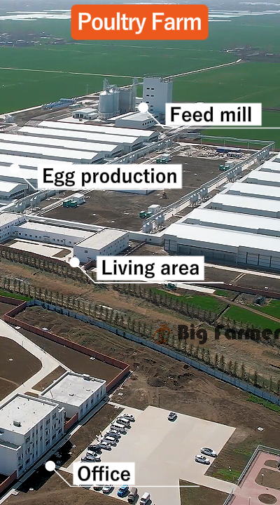 Layer Chicken Cage Design (1) Layer Chicken Cage Design (1)
