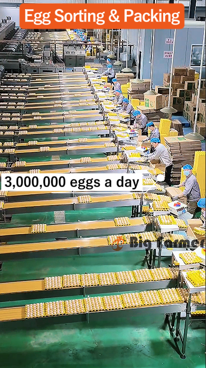 Layer Chicken Cage Design (9) Layer Chicken Cage Design (9)