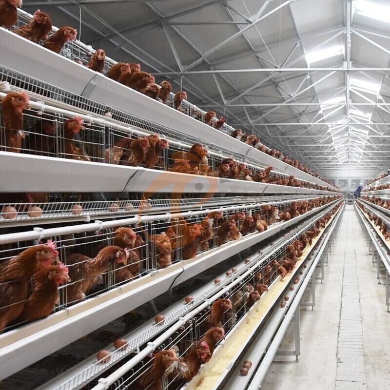 Layer Chicken Cage Design (4) Layer Chicken Cage Design (4)