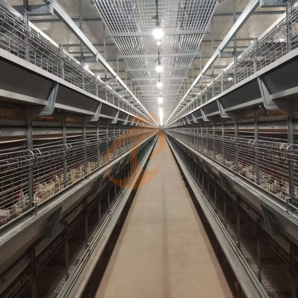 Day Old Chicken Cage Design (1) Day Old Chicken Cage Design (1)