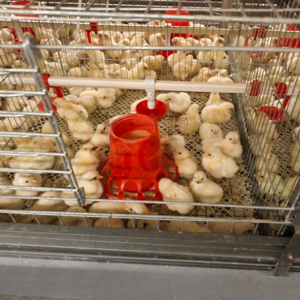 Day Old Chicken Cage Design (10) Day Old Chicken Cage Design (10)