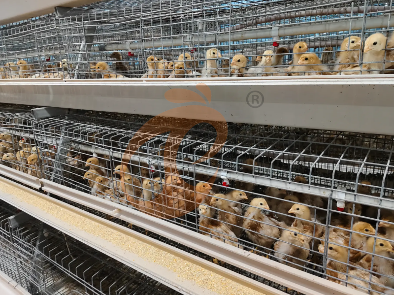 chicken cage design (4)