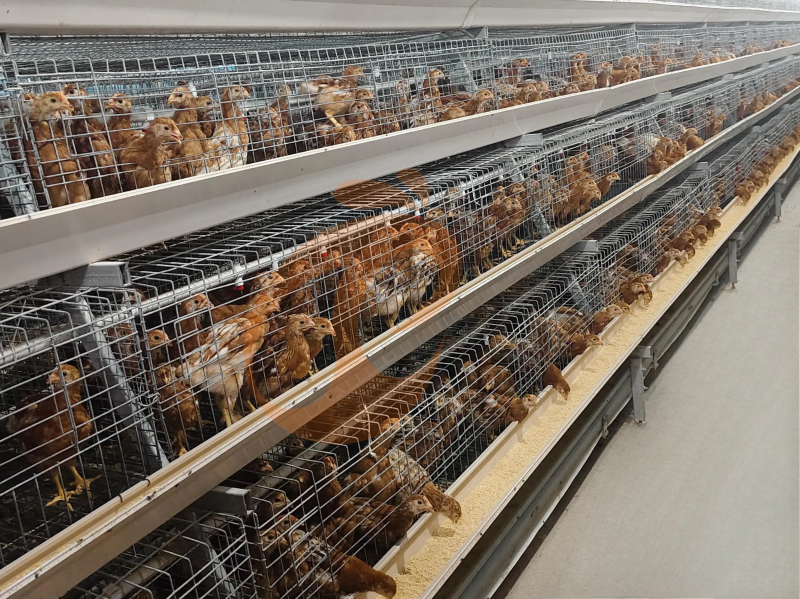 Types de conception de cages pour poulets de chair