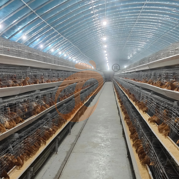 chicken cage design (9) chicken cage design (9)