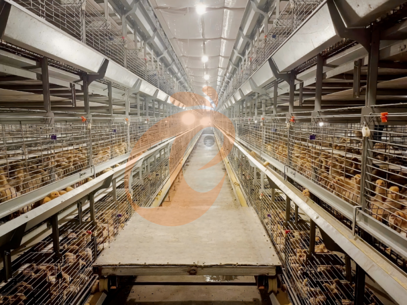 Conception d'une cage entièrement automatique de type H pour poussins d'un jour