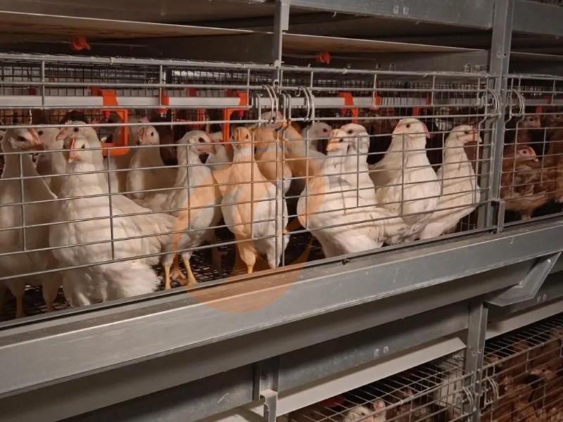 Conception d'une cage entièrement automatique de type H pour poussins d'un jour