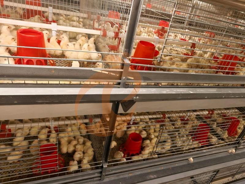 Conception d'une cage entièrement automatique de type H pour poussins d'un jour