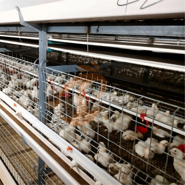 broiler chicken cage 1 (12)