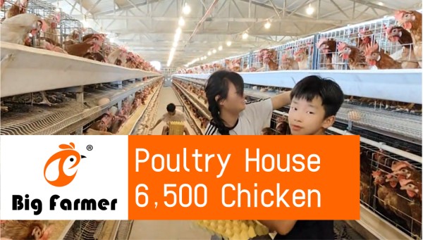 battery cage poultry farm (13) battery cage poultry farm (13)