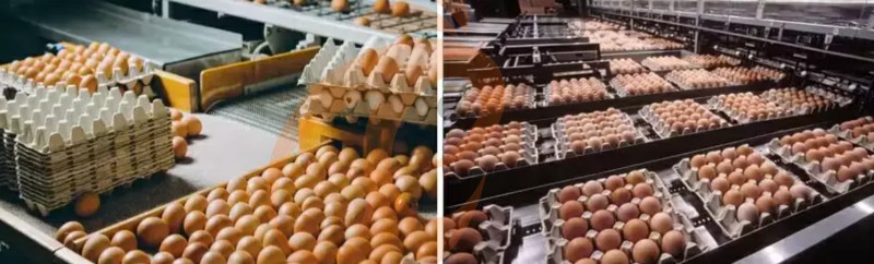 poultry farm equipment (4) poultry farm equipment (4)