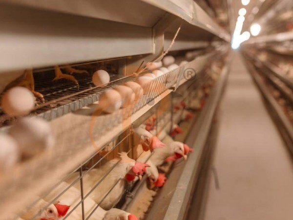 chicken battery cage poultry farming (20)