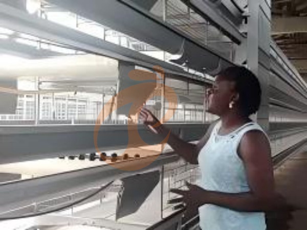 H A chicken battery cage for layers in poultry farm (13)