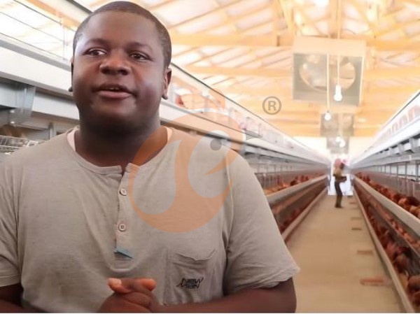 A H layer chicken battery cage price in poultry farm (114)
