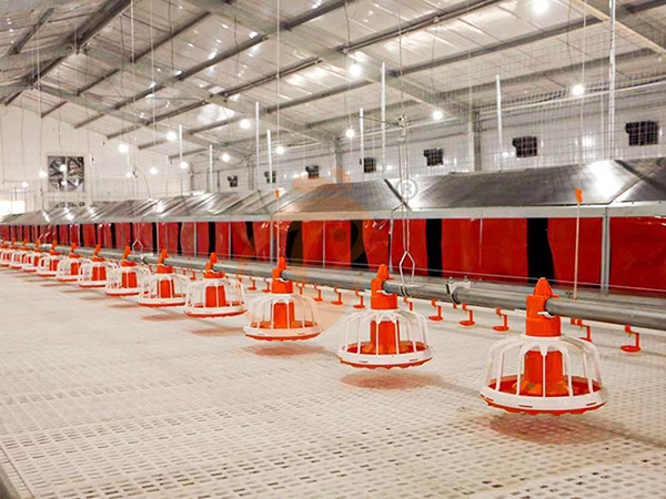 Floor Rearing Poultry System1 (3)