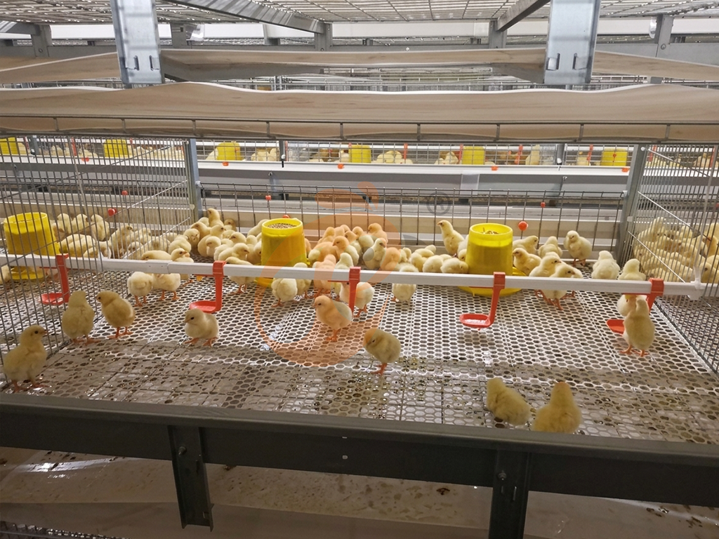 Broiler Cage4 (1)