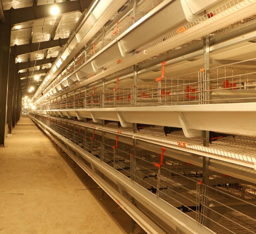 Comment garantir un faible taux de mortalité chez les poulets de chair ?