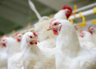Qu'est-ce que la carence en calcium chez les poulets de chair dans les élevages de volailles ?