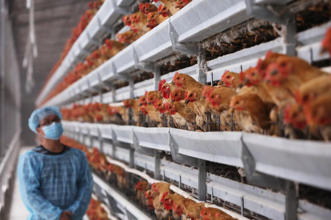 Importance de l'oxygène dans l'élevage des poulets de chair