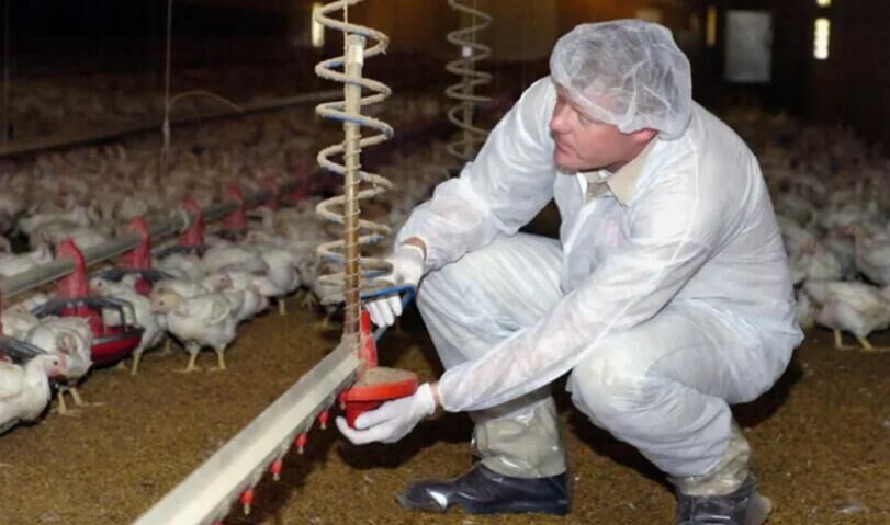 Utilisation d'un système d'abreuvement pour administrer des médicaments aux oiseaux