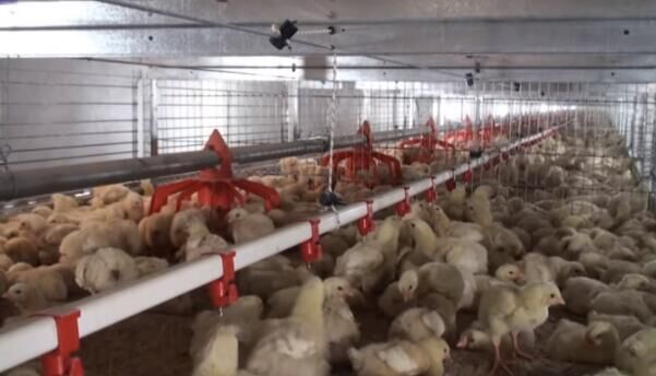 Comment augmenter l'alimentation des poussins de poulets de chair dans une cage en batterie ?