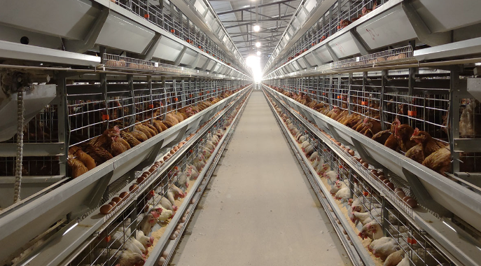 Différence entre les cages à poules pondeuses manuelles et automatiques