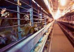 Comment fabriquer une cage de batterie pour poules pondeuses