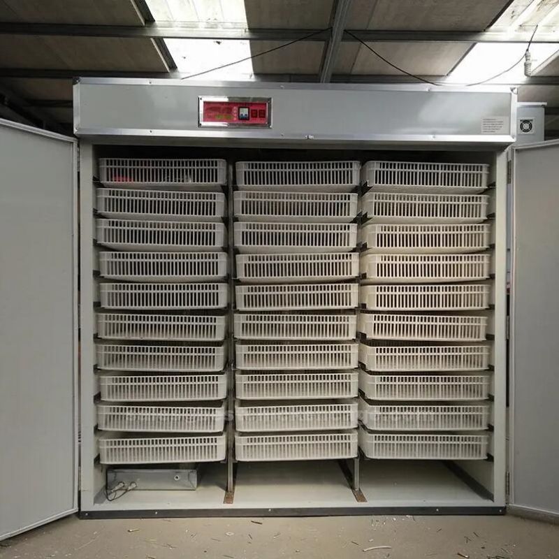 Egg incubation and hatching in poultry farm