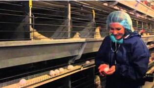 Le poulailler en acier à faible coût de la Chine en fait une option attrayante pour les agriculteurs à la recherche d'une solution rentable