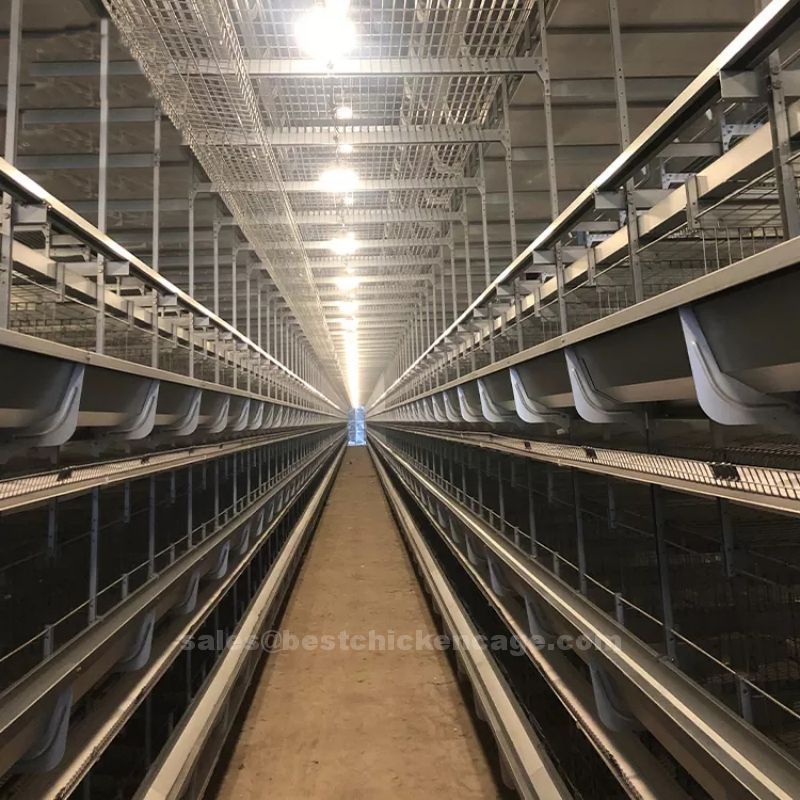 How to set up 90,000 layers farm with 4 tiers H type cage