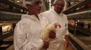 Nouveau style de caractéristiques de cage à poulet, en particulier pour les cages à poules pondeuses