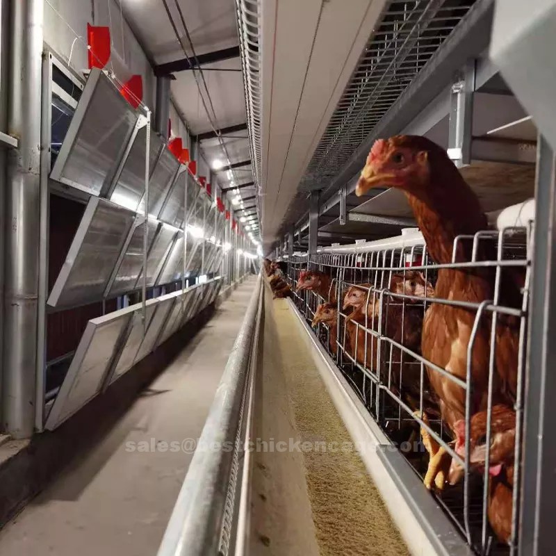 Layer management in poultry farm