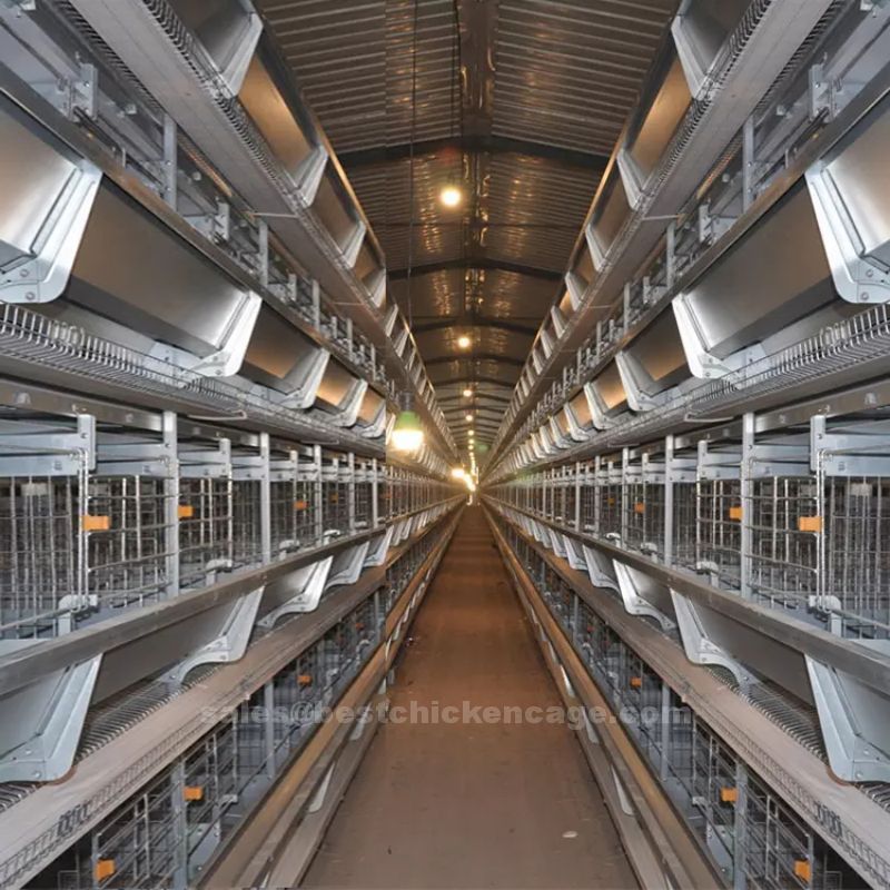 鸡笼或蛋鸡笼H (8).jpg Poultry farm equipments