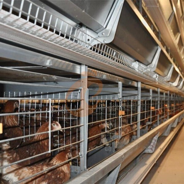 Layer Chicken Cage Design (2) Layer Chicken Cage Design (2)