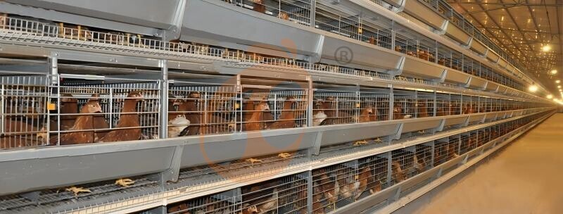 Layer Chicken Cage Design (3) Layer Chicken Cage Design (3)