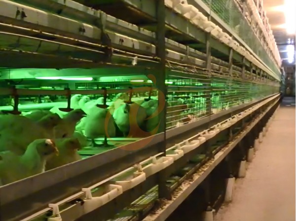 broiler chicken cage (5)