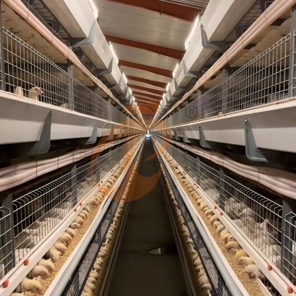 Day Old Chicken Cage (2)