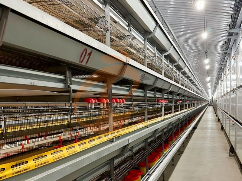 Day Old Chicken Cage Design (6) Day Old Chicken Cage Design (6)