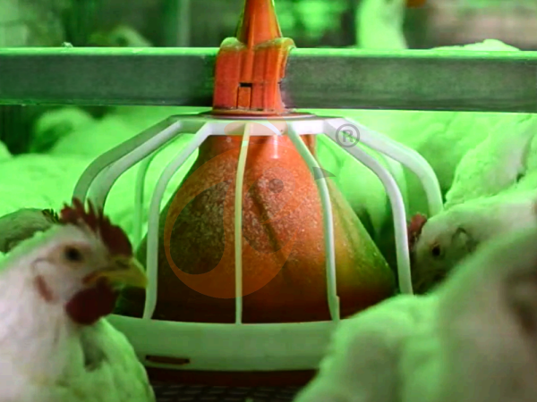 Diseño automático de jaula para pollos de engorde tipo H